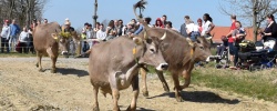 Camphill Dorfgemeinshcaft Lehenhof: Bockige Kühe bei Frühjahrsauftrieb mit vielen Zuschauern im Hintergrund.